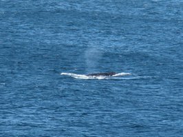 Další hřbet obrovské, překrásné velryby. Mimochodem překvapilo nás, jak strasně rychle plavaly.. | Australia - Velryby - 19.6.2010